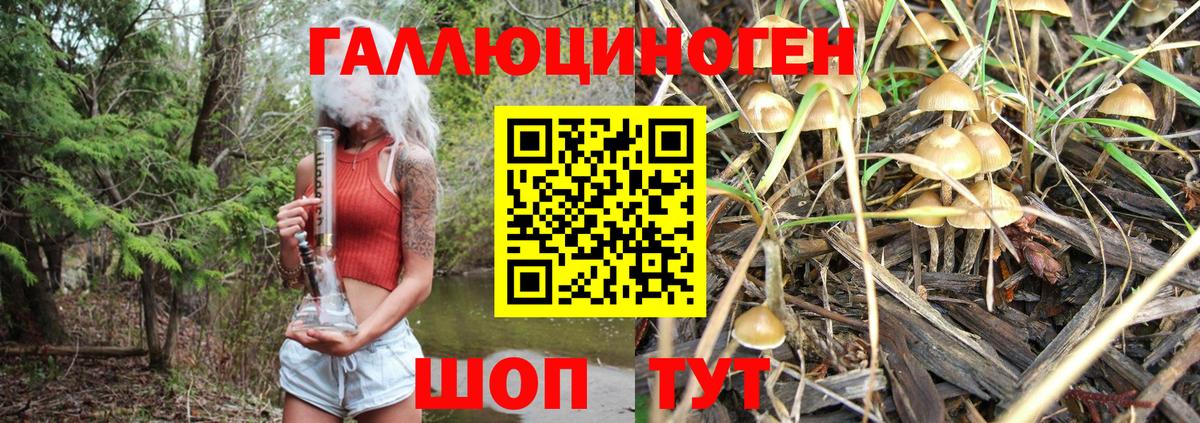 Псилоцибиновые грибы Psilocybine cubensis  Псилоцибиновые грибы прущие грибы  Вход с VPN  Назарово 